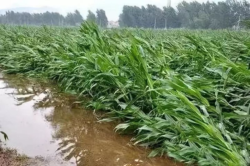 暴雨過後，玉米急需這樣補救！(圖1)